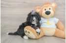 Small Mini Bernedoodle Baby