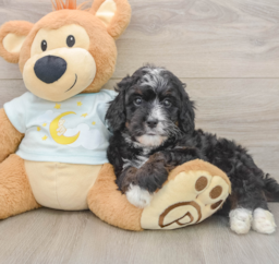 7 week old Mini Bernedoodle Puppy For Sale - Seaside Pups