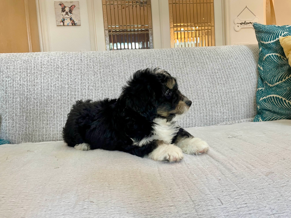 Mini Bernedoodle Pup Being Cute