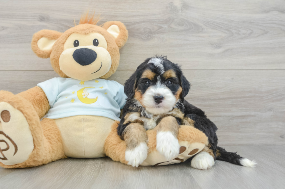 6 week old Mini Bernedoodle Puppy For Sale - Seaside Pups