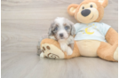 Funny Mini Bernedoodle Poodle Mix Pup
