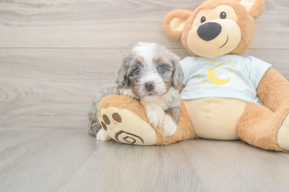 Funny Mini Bernedoodle Poodle Mix Pup