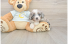 Fluffy Mini Bernedoodle Poodle Mix Pup