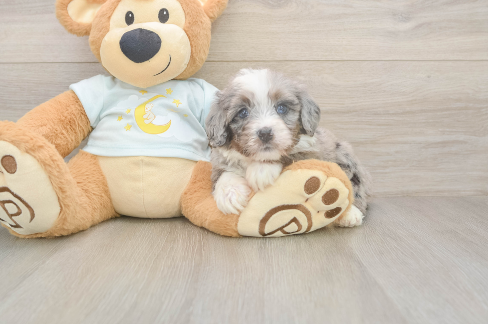 5 week old Mini Bernedoodle Puppy For Sale - Seaside Pups