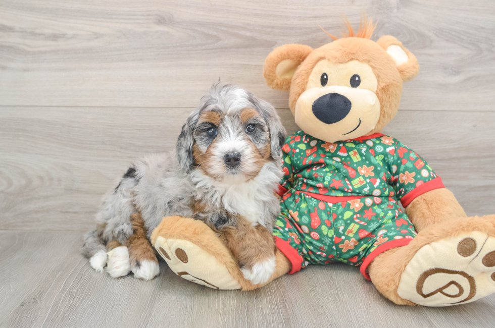 5 week old Mini Bernedoodle Puppy For Sale - Seaside Pups