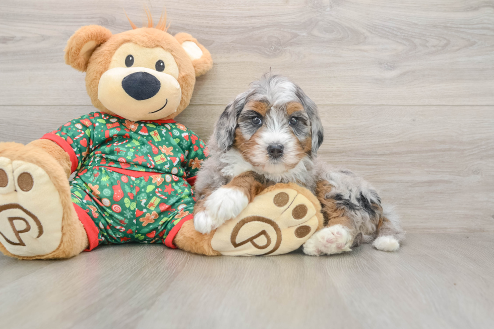 Small Mini Bernedoodle Baby