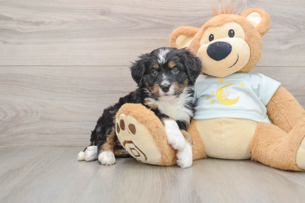 Mini Bernedoodle Pup Being Cute