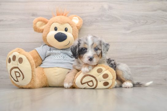 Best Mini Bernedoodle Baby