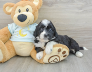 7 week old Mini Bernedoodle Puppy For Sale - Seaside Pups