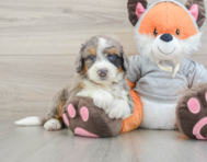 7 week old Mini Bernedoodle Puppy For Sale - Seaside Pups