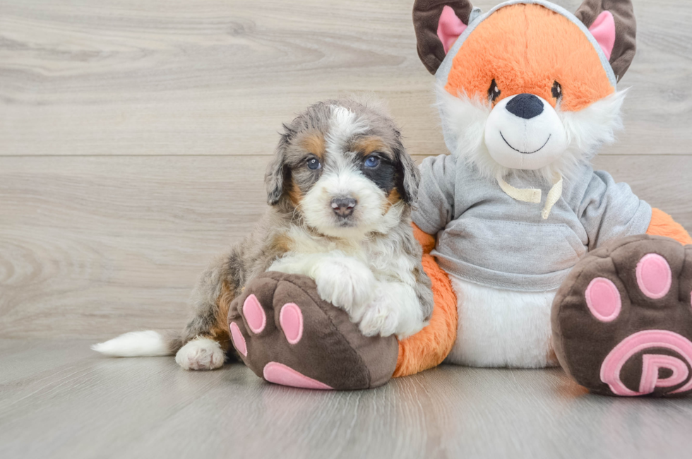 6 week old Mini Bernedoodle Puppy For Sale - Seaside Pups