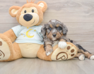 6 week old Mini Bernedoodle Puppy For Sale - Seaside Pups