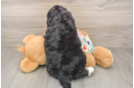 Adorable Mini Bernesedoodle Poodle Mix Puppy