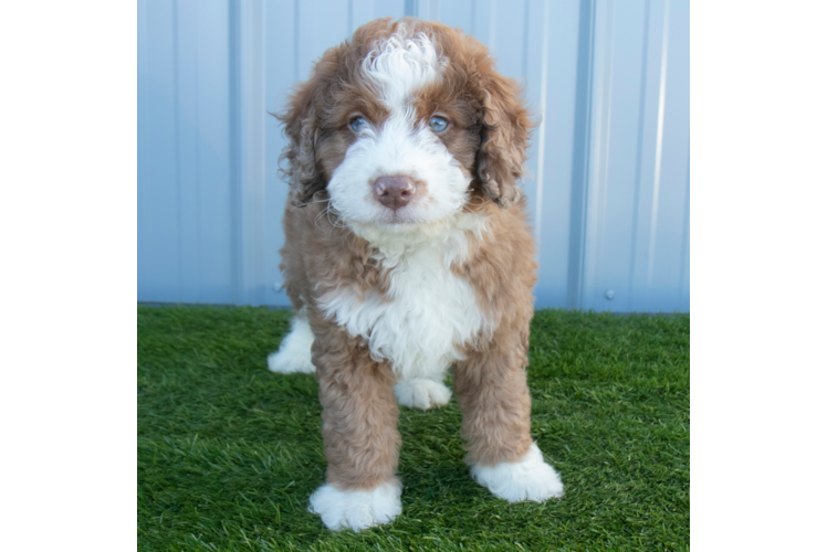 Cute Bernadoodle Poodle Mix Puppy