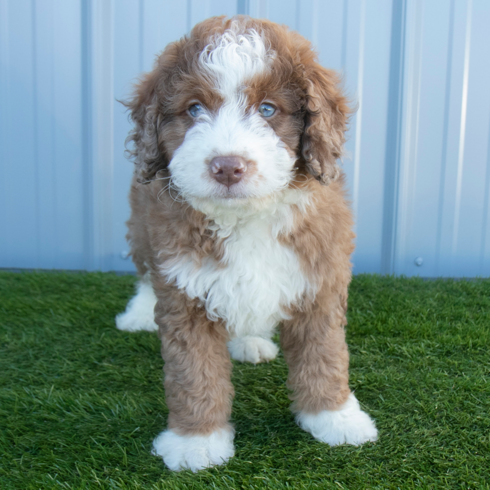 Cute Bernadoodle Poodle Mix Puppy