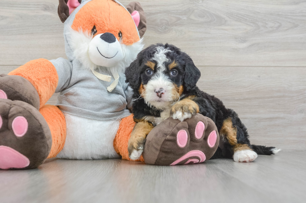 6 week old Mini Bernedoodle Puppy For Sale - Seaside Pups