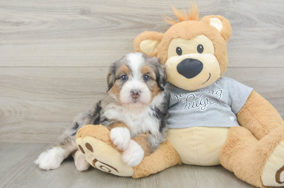 6 week old Mini Bernedoodle Puppy For Sale - Seaside Pups