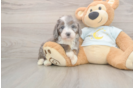 Mini Bernedoodle Pup Being Cute