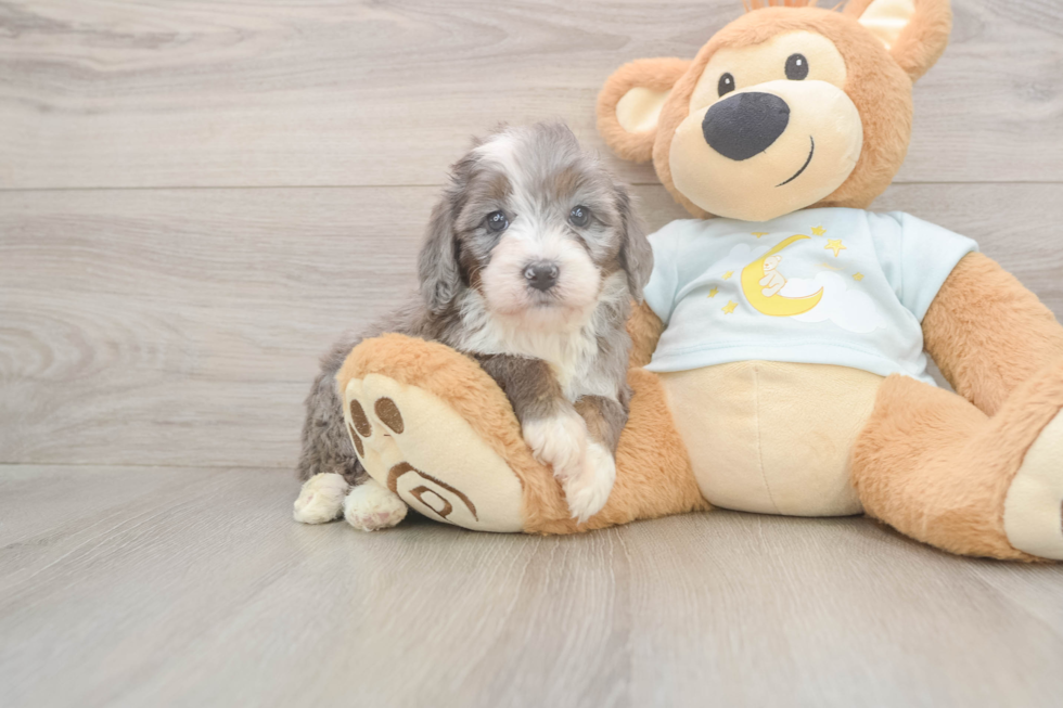 Mini Bernedoodle Pup Being Cute