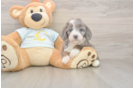 Smart Mini Bernedoodle Poodle Mix Pup
