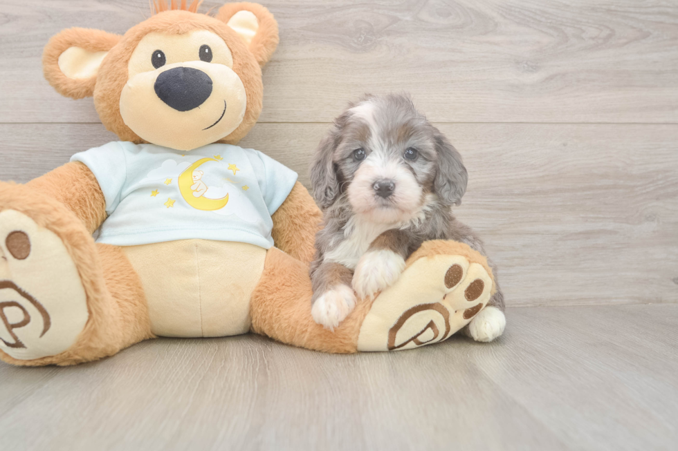 Smart Mini Bernedoodle Poodle Mix Pup