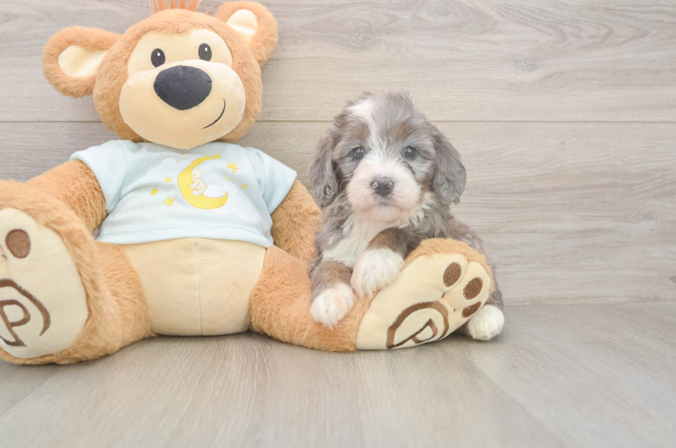 5 week old Mini Bernedoodle Puppy For Sale - Seaside Pups
