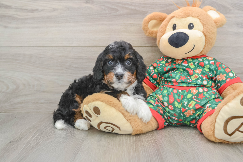 Playful Mini Bernesepoo Poodle Mix Puppy