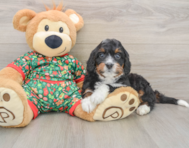 7 week old Mini Bernedoodle Puppy For Sale - Seaside Pups
