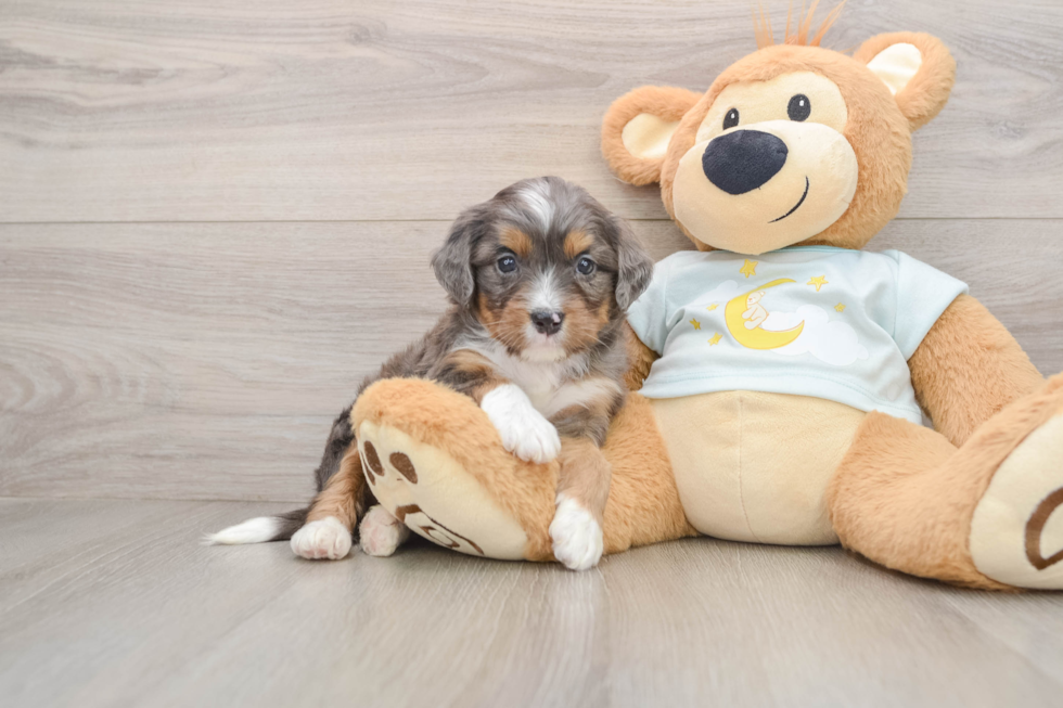 Happy Mini Bernedoodle Baby