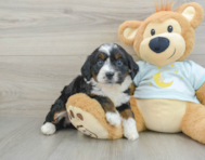 7 week old Mini Bernedoodle Puppy For Sale - Seaside Pups