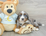 7 week old Mini Bernedoodle Puppy For Sale - Seaside Pups