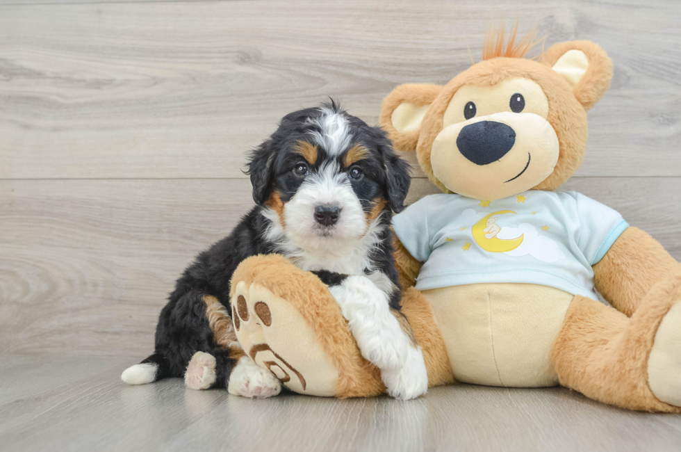 6 week old Mini Bernedoodle Puppy For Sale - Seaside Pups