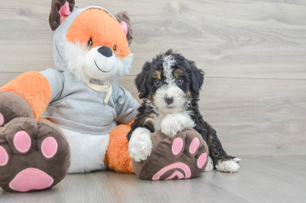 6 week old Mini Bernedoodle Puppy For Sale - Seaside Pups