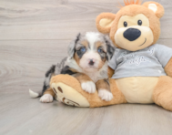 6 week old Mini Bernedoodle Puppy For Sale - Seaside Pups