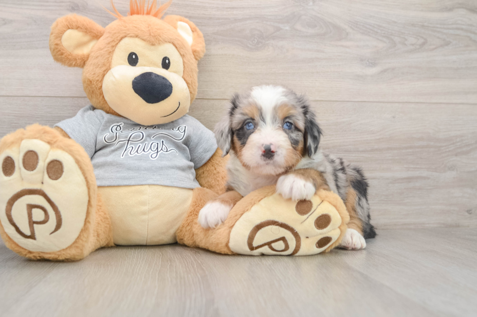 Best Mini Bernedoodle Baby