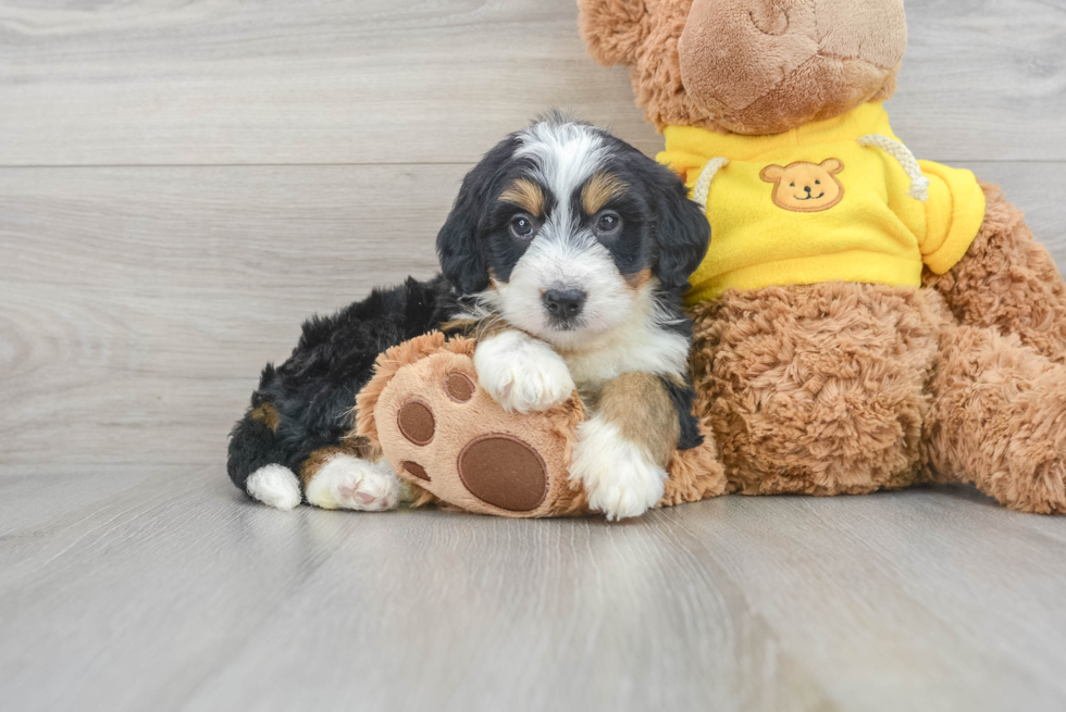 Mini Bernedoodle Puppy for Adoption