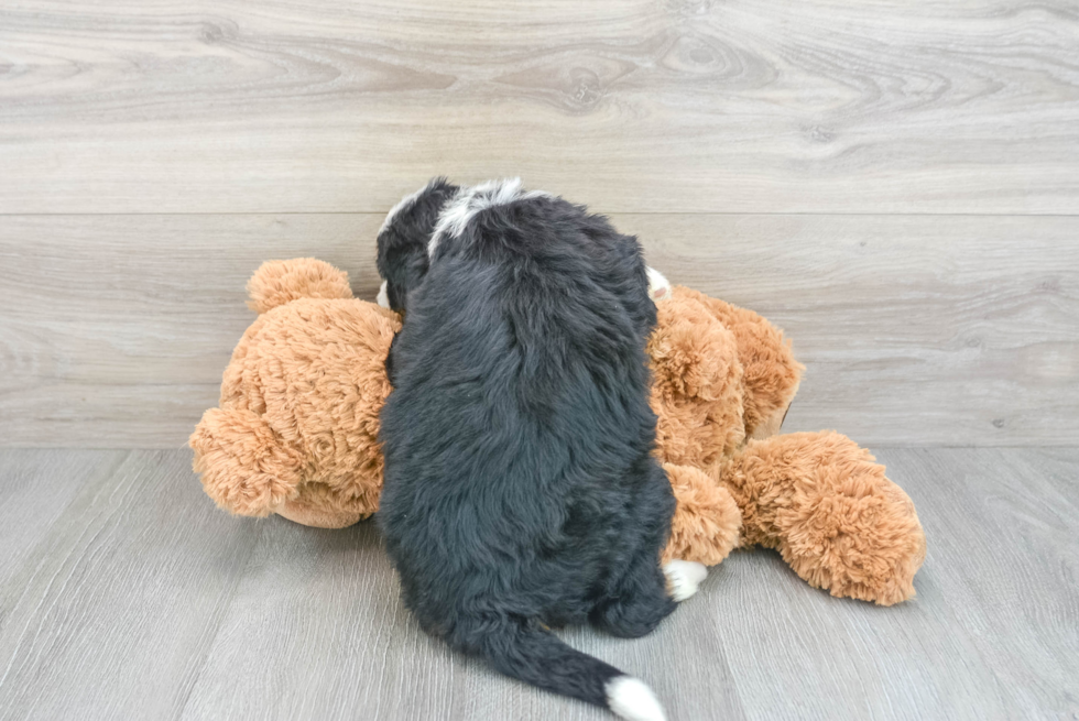 Mini Bernedoodle Pup Being Cute