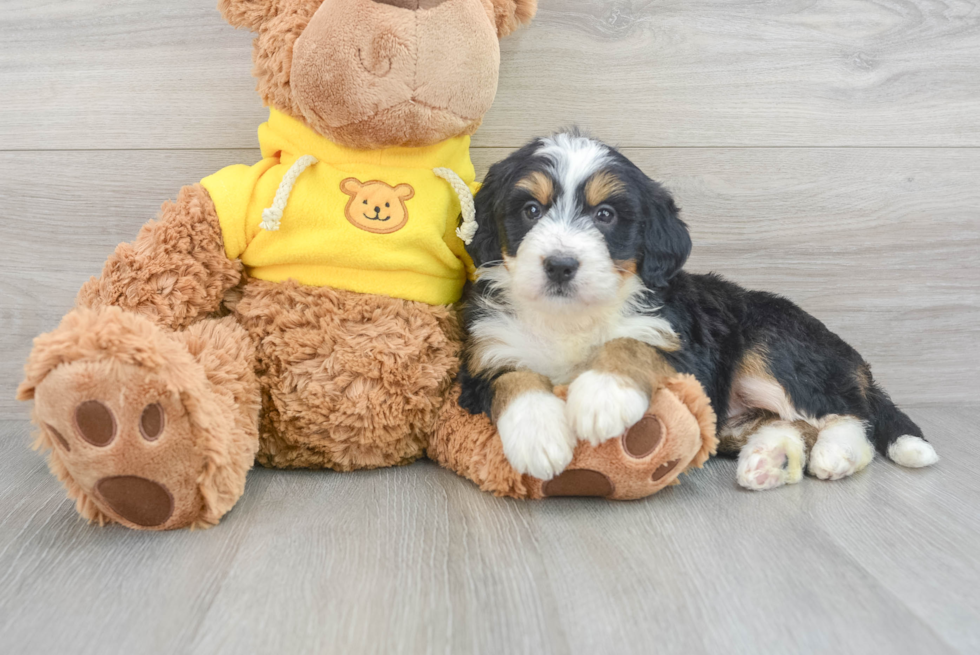 Mini Bernedoodle Pup Being Cute