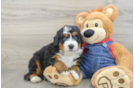 Mini Bernedoodle Puppy for Adoption