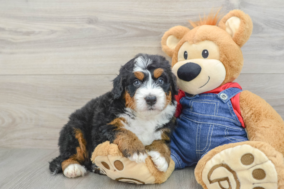 Mini Bernedoodle Puppy for Adoption
