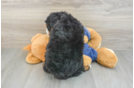 Mini Bernedoodle Pup Being Cute