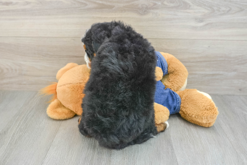 Mini Bernedoodle Pup Being Cute