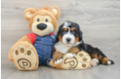Mini Bernedoodle Pup Being Cute
