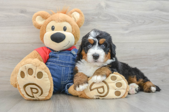 Mini Bernedoodle Pup Being Cute