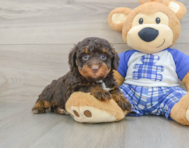 7 week old Mini Bernedoodle Puppy For Sale - Seaside Pups