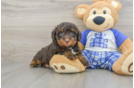 Energetic Mini Bernesedoodle Poodle Mix Puppy