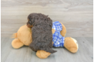 Best Mini Bernedoodle Baby
