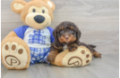 Hypoallergenic Mini Bernadoodle Poodle Mix Puppy