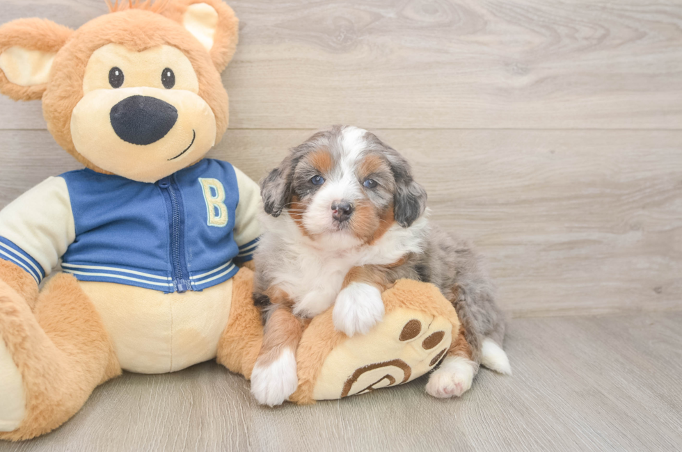 5 week old Mini Bernedoodle Puppy For Sale - Seaside Pups