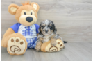 Mini Bernedoodle Pup Being Cute